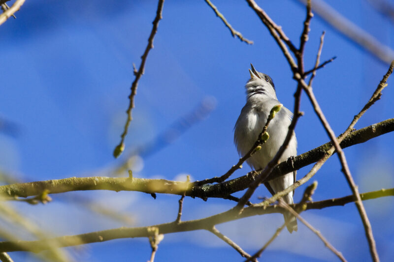 Fauvette à tête noir mâle chantant